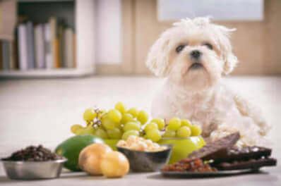 Welke voeding is slecht voor een hond?